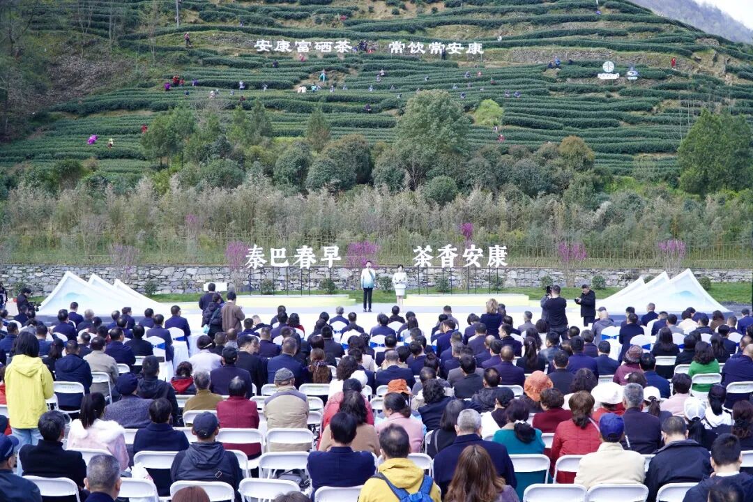 2026年“安康富硒茶·汉滨陕茶一号”春茶开园活动在汉滨区举行